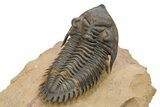 Metacanthina Trilobite With Enrolled Reedops - Lghaft, Morocco #273879-6